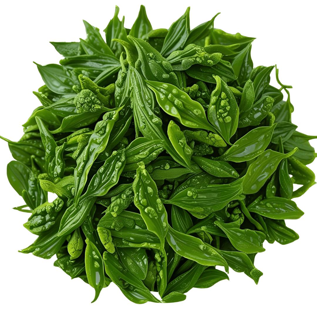 chlorella