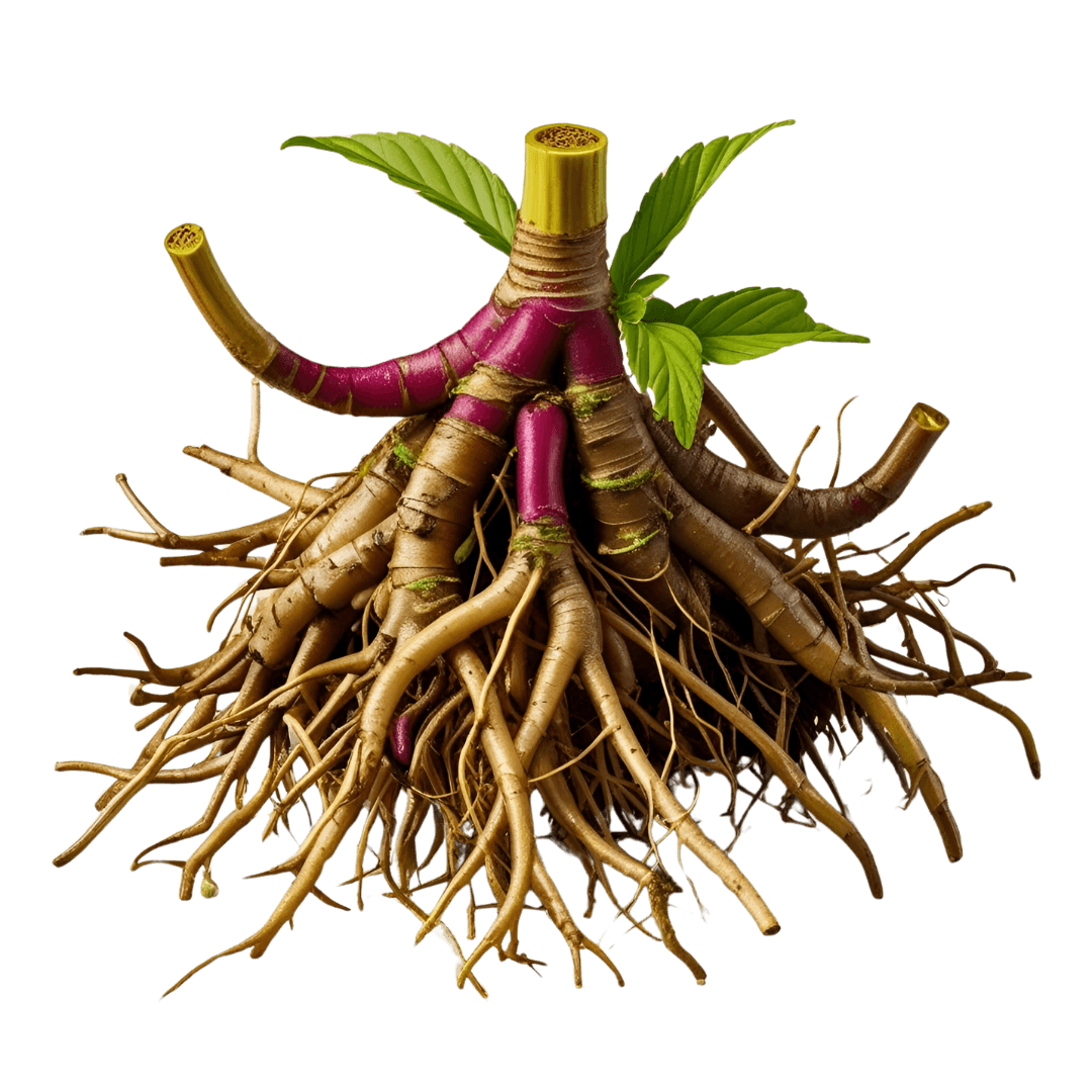 pueraria